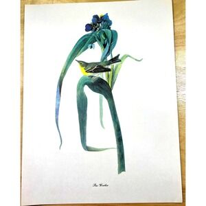 Audubon Birds of America Pine Warbler Original Print Vtg 1950 RT Peterson 9 x 12